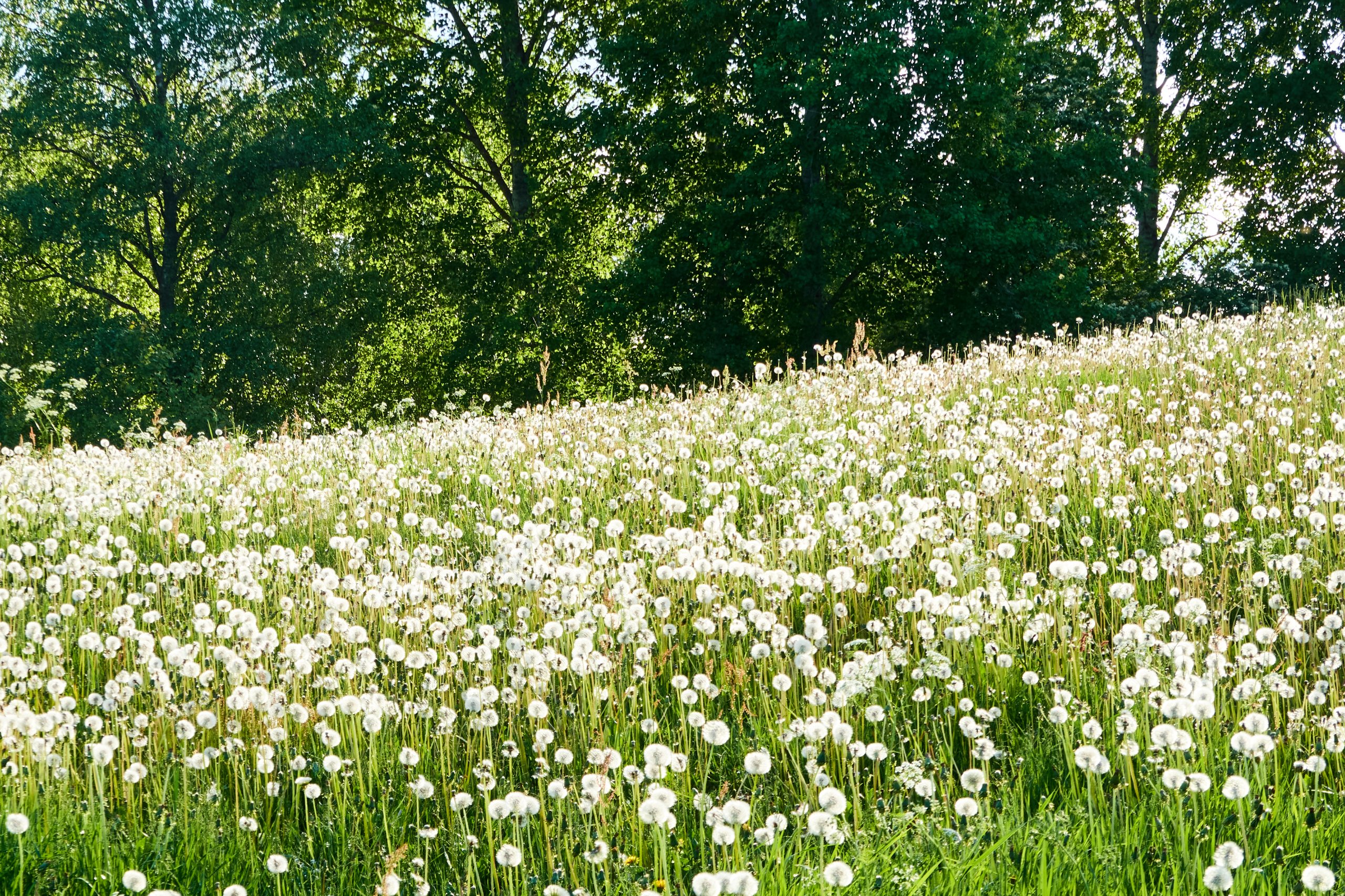 2024 05 24 Sverige 0148